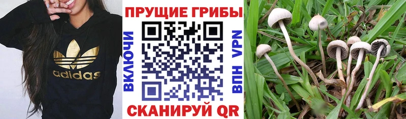 Псилоцибиновые грибы MAGIC MUSHROOMS  Электроугли 